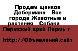 Продам щенков Добермана - Все города Животные и растения » Собаки   . Пермский край,Пермь г.